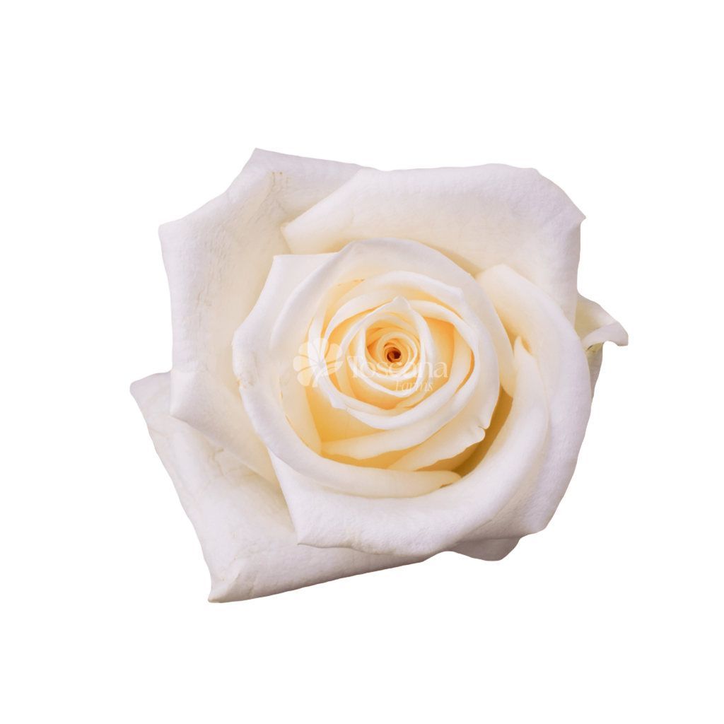 Soul Rose – White Ecuadorian Rose by Toscana Farms