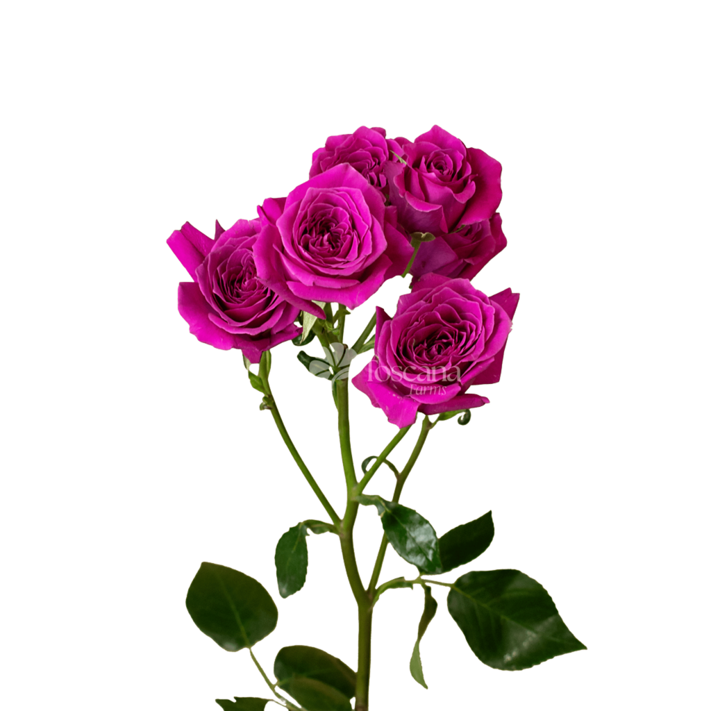 Hot Majolica Spray Rose – Hot Pink Ecuadorian Spray Rose by Toscana Farms