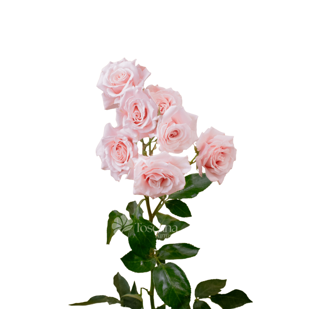 Pink Majolica Spray Rose – Premium Pink Ecuadorian Spray Rose by Toscana Farms