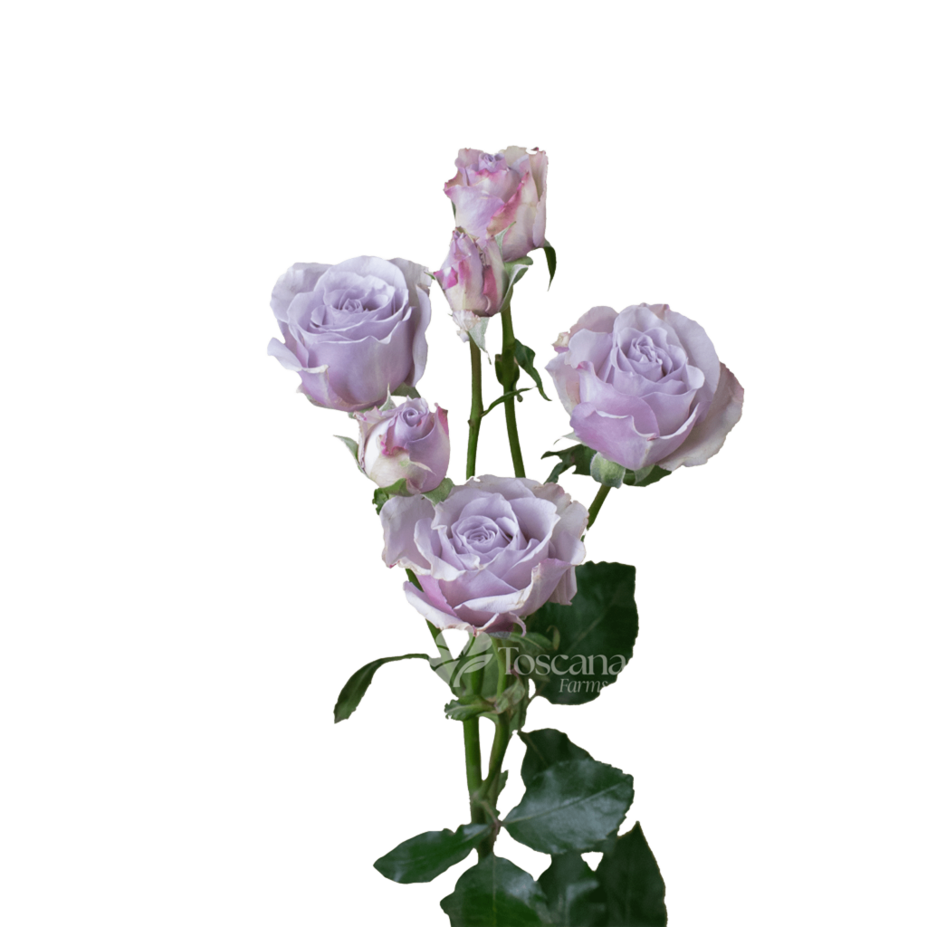 Silver Mikado Spray Rose – Premium White Ecuadorian Spray Rose by Toscana Farms