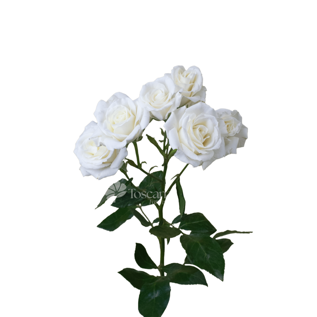 White Majolica Spray Rose – Premium White Ecuadorian Spray Rose by Toscana Farms