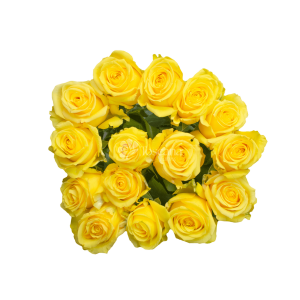 Super Sun Rose – Vibrant Yellow Ecuadorian Rose by Toscana Farms