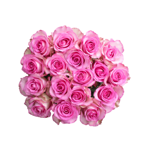 Sweet Unique Rose – Pink Ecuadorian Rose by Toscana Farms