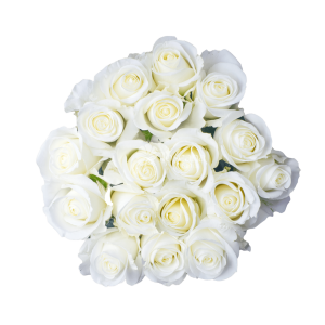 Tibet Rose – Snow White Ecuadorian Rose by Toscana Farms