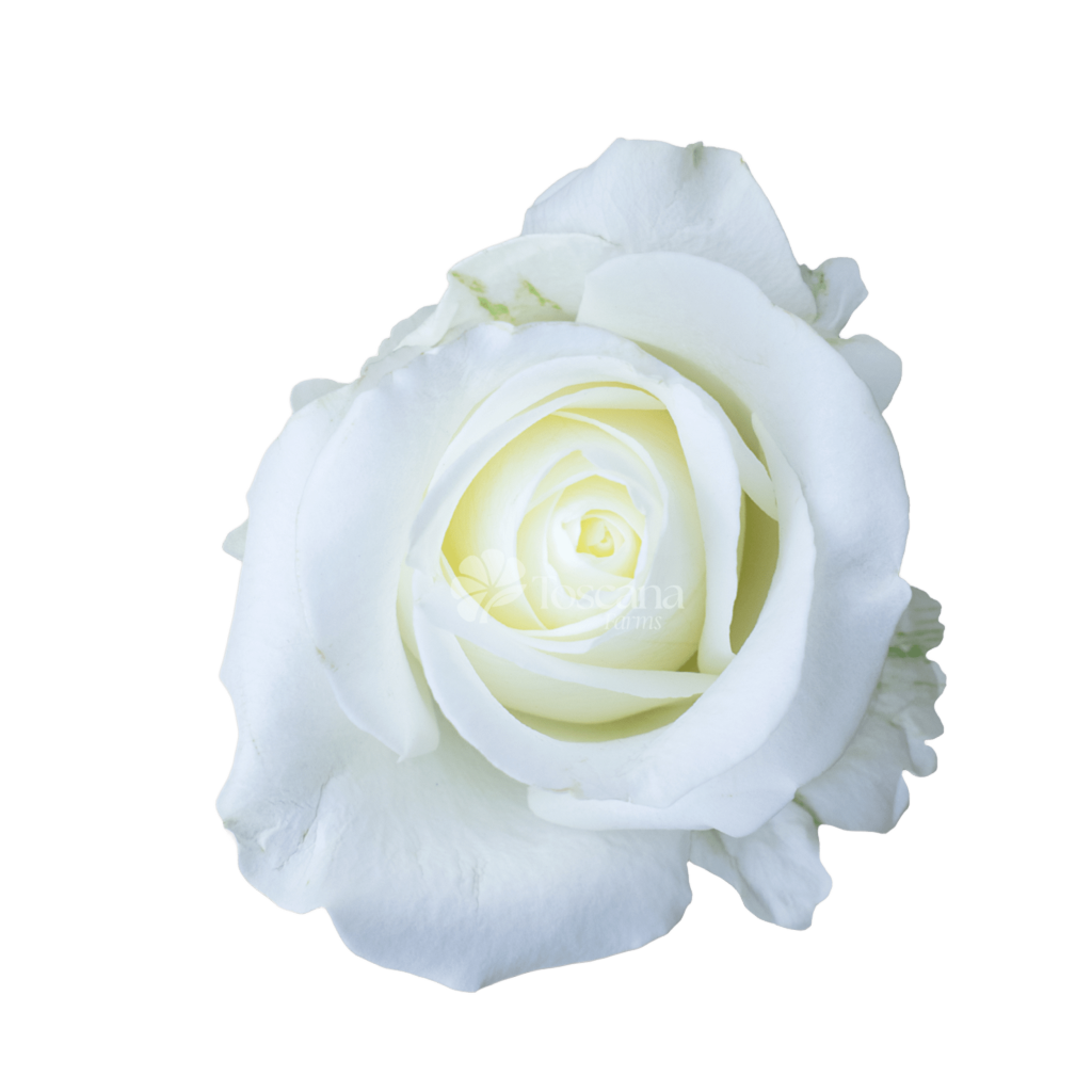 Tibet Rose – White Ecuadorian Rose by Toscana Farms