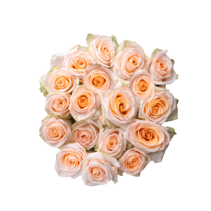 Tiffany Rose – Peach Ecuadorian Rose by Toscana Farms
