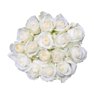 Vendela Rose – Ivory White Ecuadorian Rose with Cream Tones by Toscana Farms