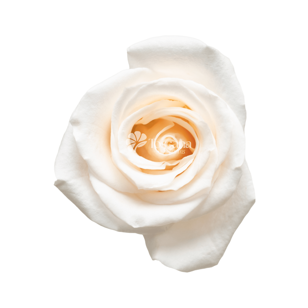 Vendela Rose – Elegant White Ecuadorian Rose by Toscana Farms